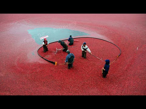US Farmers Harvested 791 Million Pounds Of Cranberries This Way - Cranberry Harvesting