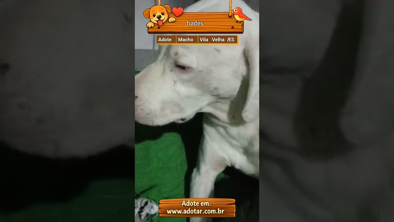 Cachorro raça SRD-ViraLata idade 2 anos nome hades