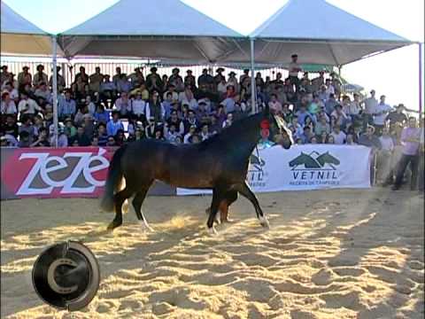 Expectations for EXPOINTER Morphology.