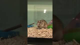 Gerbil Rodents Videos