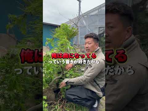 aménagement-paysager-Studio-H-dalles-allée-mur-ornements-piscine
