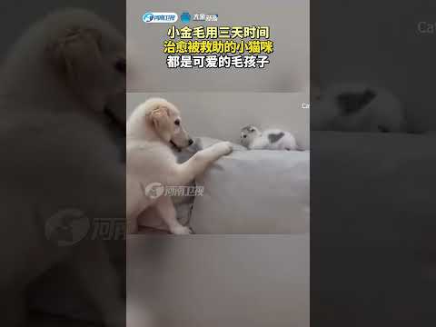 小金毛用三天時間治癒被救援的小貓咪，都是可愛的毛孩子！ #funny #animals #pets
