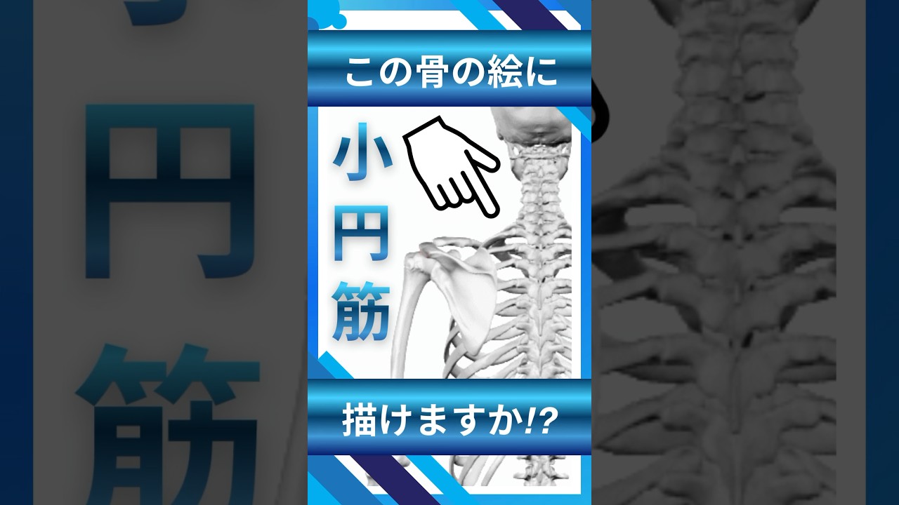 セミナー告知｜感覚ではなく根拠で触る筋触診【肩甲帯筋の触診セミナー】