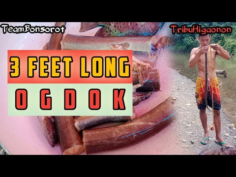3 FEET LONG OGDOK