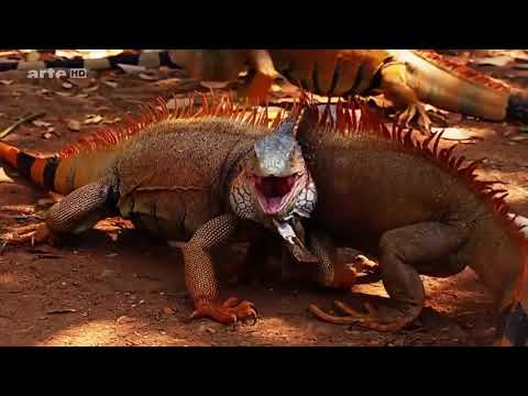 Räuber der Karibik Meerestiere Doku