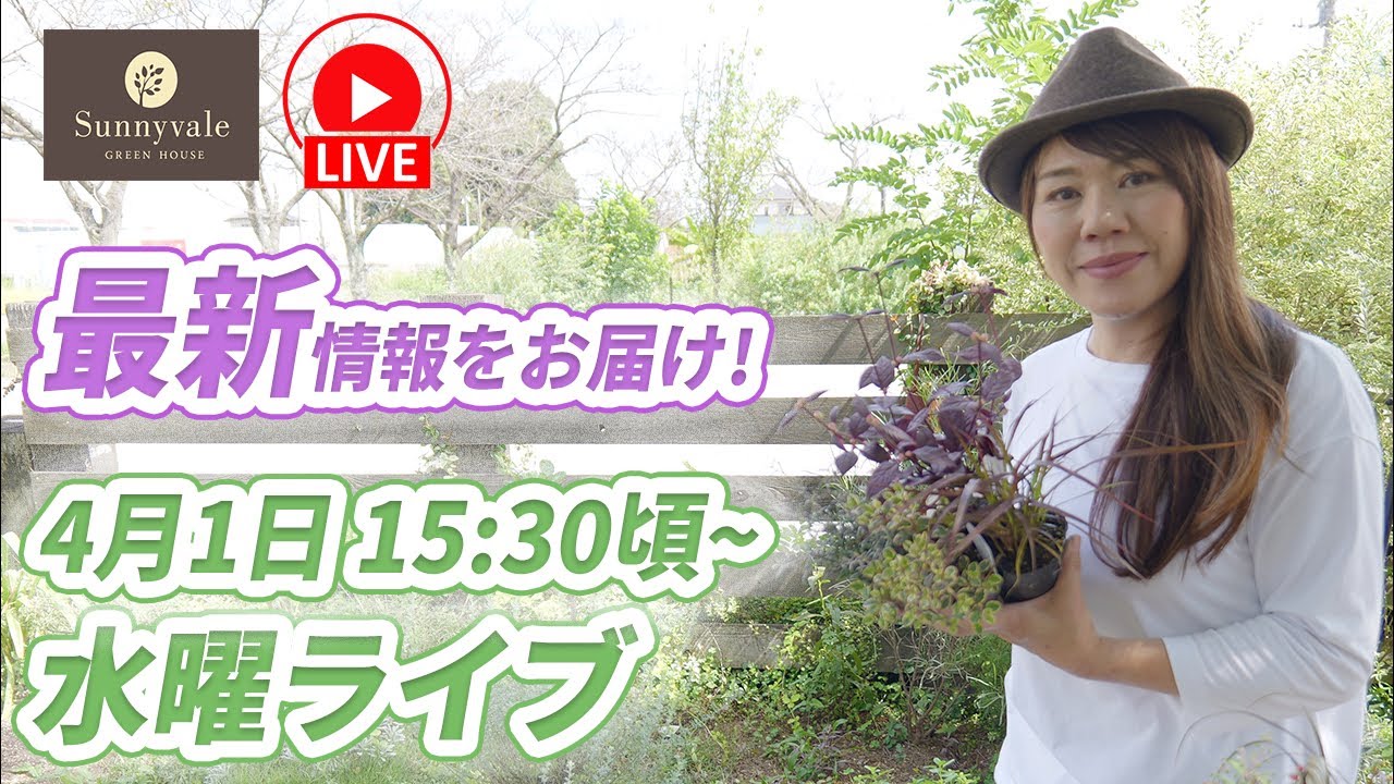 ご報告とお知らせ&園芸情報4月1日15:30ごろから