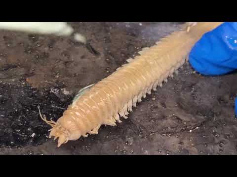 Alitta virens (M. Sars, 1835) Dissection (Previously named: Nereis virens)