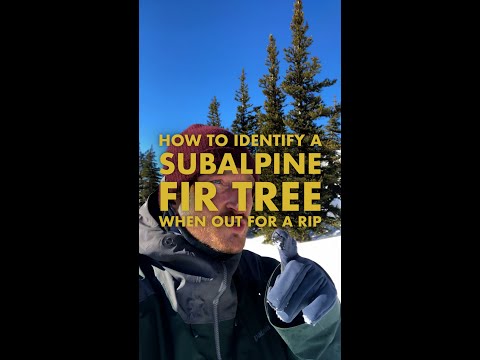 How to ID a Subalpine Fir when out for a rip!