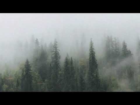 trees - Eddie Rohosy