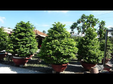 VƯỜN MAI SÁU TÂM 0909128279 TP THỦ ĐỨC , GIAO LƯU CÙNG CÁC BẠN .