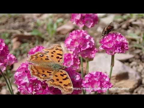 庭のアルメリアにキタテハが来た