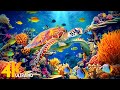 NEW 11HR Stunning 4K Underwater Footage Rare Colorful Sea Life Video Relaxing Sleep Music 4