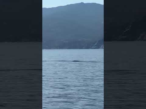 Le evoluzioni della balenottera (Daniela Passini - Isola d'Elba, vacanze, info, foto - Facebook)