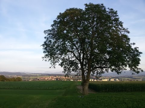 My first tree - LS-210 / 02.09.2016