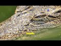 The Wonder Of Crocodile Eyes Nature S Night Vision Masters