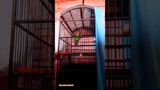 Download lagu suara burung cucak hijau mp3