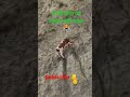 Gau Mata Viral Memes Video Shorts