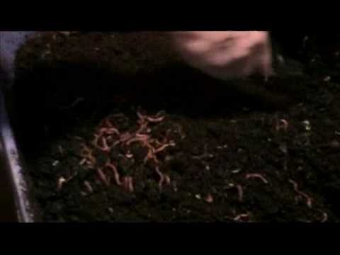 A Red Wiggler Worm Bin