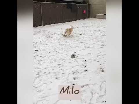 Milo, an adopted Labrador Retriever Mix in Danbury, CT_image-1