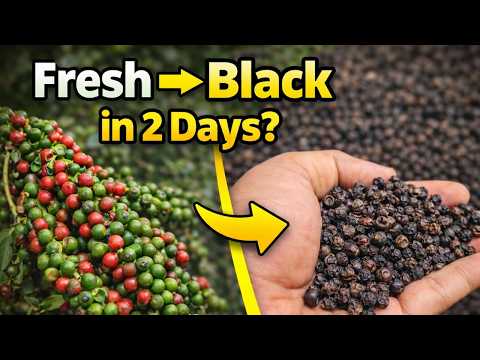 How Black Pepper is Harvested and Dried | Fresh Black Pepper Processing | No Commentary