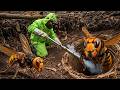 Remove Dangerous Giant Hornets Nest Biggest Hornets Nest