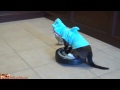 Cat-shark on vacuum robot with fitting music 