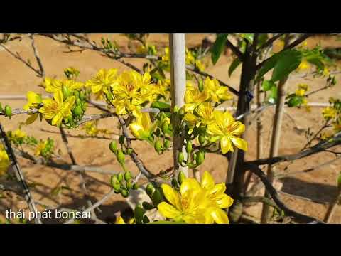 cách chăm sóc mai vào cuối năm ngày 26