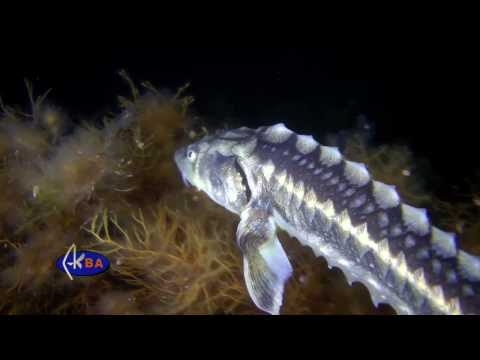 Russian sturgeon (Acipenser gueldenstaedtii)