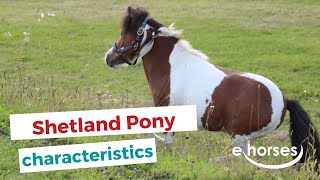 Shetland Pony I characteristics, origin & disciplines