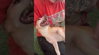 Video preview image #1 Chihuahua-Unknown Mix Puppy For Sale in Phoenix, AZ, USA