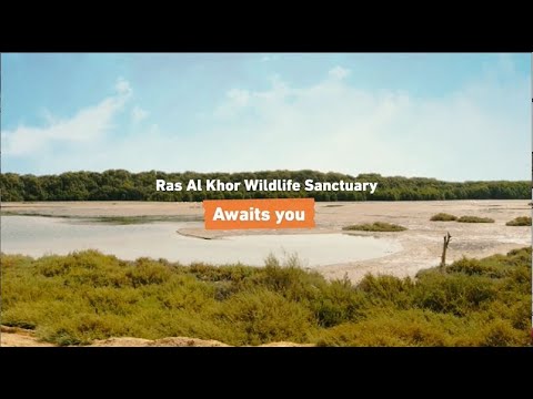 Ras Al Khor Wildlife Sanctuary - Nature Awaits