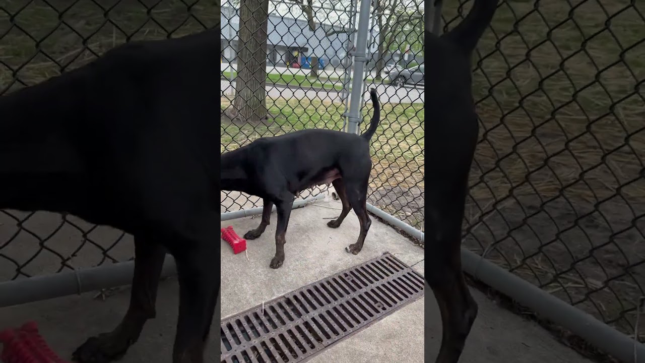 Enlarge Zuma, a ADOPTABLE mixed breed in Chicago, IL video 5/5