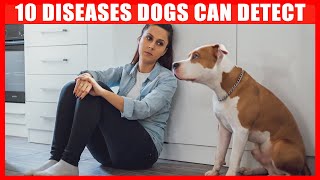 10 Illnesses Dogs Can Detect (Cancer, Migraine, Diabetes, etc)