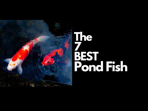 The 7 Best Pond Fish 🐟