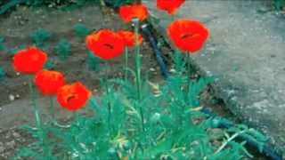 Dans le jardin de mon père ...