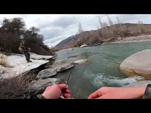 TTS-722L 2-10 грамм