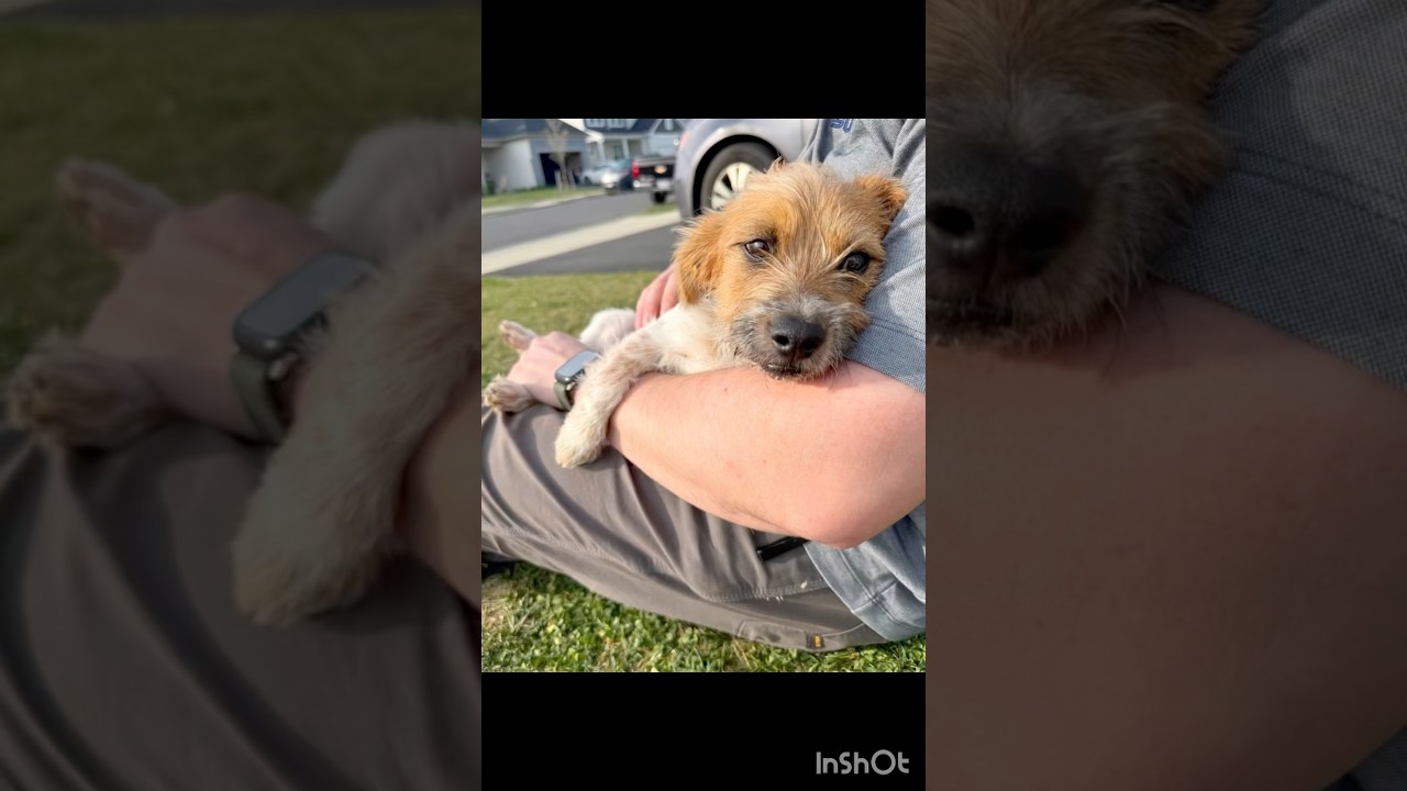 Enlarge Bruno, an adopted mixed breed in Stephenson, VA video 2/6