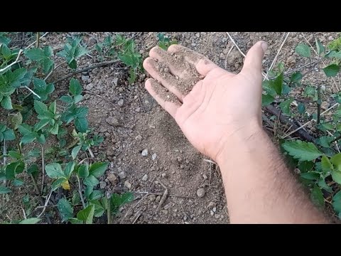 Turning Barren Rock & Dirt into Rich Garden Soil: 1st Step