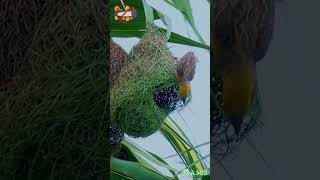 Download lagu Baya Weaver nest crafting artistry🦜🪹  #birds #artistic #nest #birdnest #birdlovers  #shorts mp3