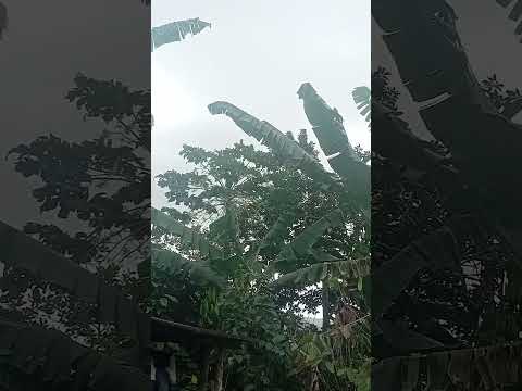 chuva em Mutuípe bahia