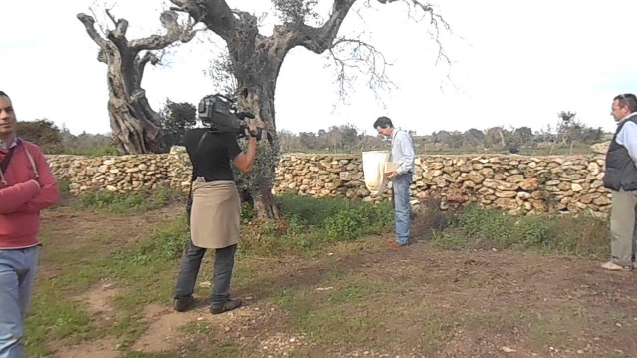 A caccia di farfalle