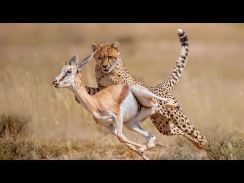 top 10  fastest animals In The World