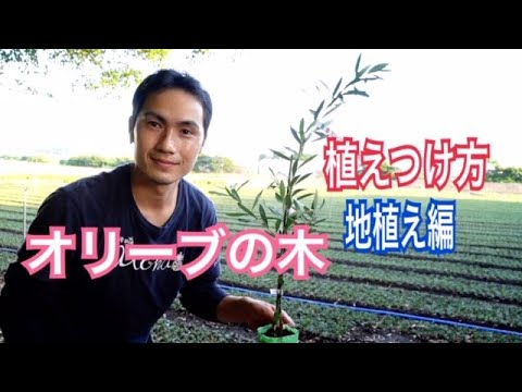オリーブの種からオリーブの木を育てることはできますか?はい、段階的にその方法を説明します。  庭園