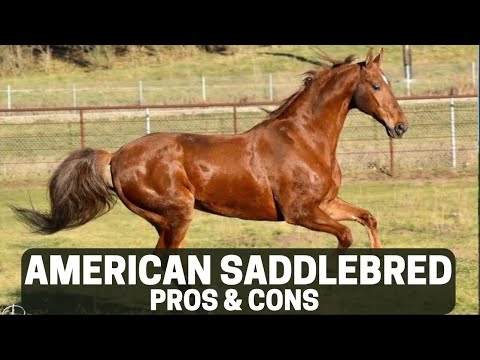 Is Saddlebred A Good Brand