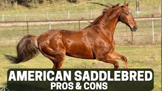 American Saddlebred Horse Pros and Cons - American Saddlebred Horse Advantages and Disadvantages