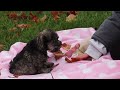 Miniature Schnauzer dogs for sale: Charity - Video 1