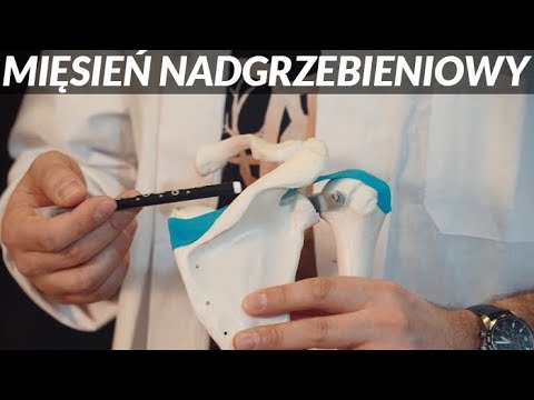 Podstawowe ćwiczenia kulturystyczne Symulatory i jego wpływ na mięśnie