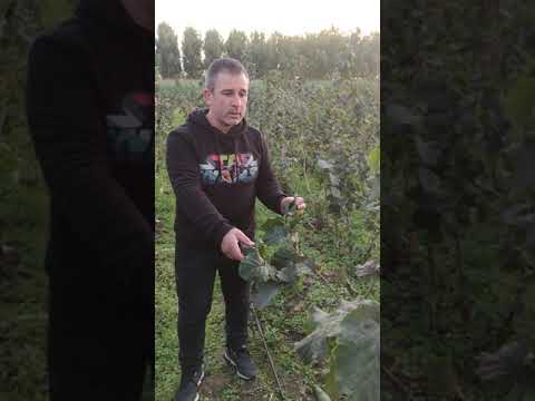 corylus colurna aşılı fındık 2 YAŞINDA BÜYÜME PERİYODU.