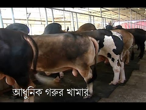 রংপুর জেলার প্রাণিসম্পদের বিভাগীয় কার্যক্রম