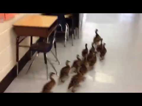 Ducks in School!